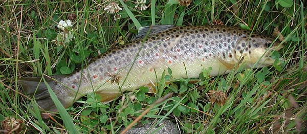 mikes_fish