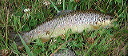 mikes_fish