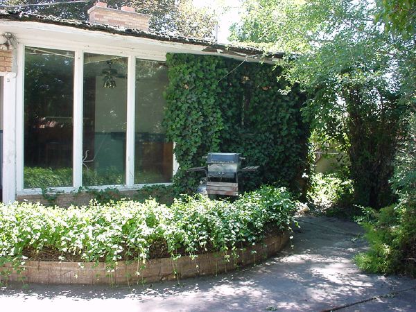 before_backyard2