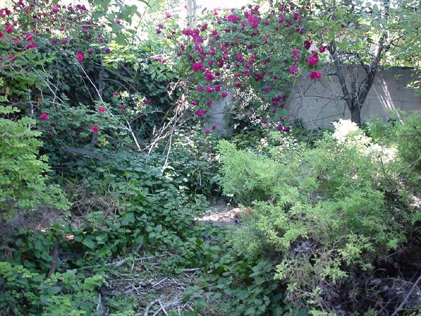 before_backyard_3