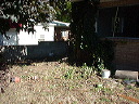 3_week_front_yard2
