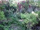 before_backyard_3