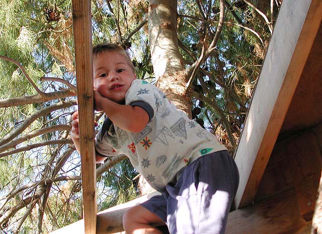 Andrew_in_tree