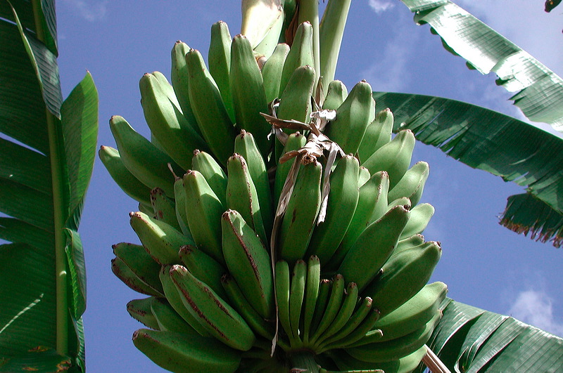 dscn7231.jpg