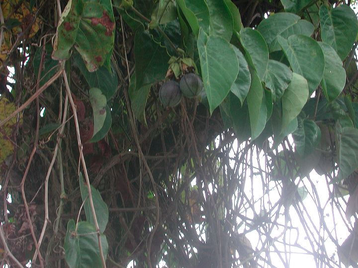 dscn6110.jpg