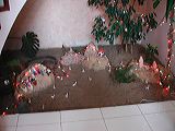 dscn5929