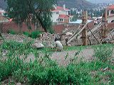 dscn5956