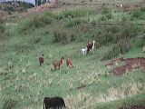 dscn6070