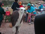 dscn6071