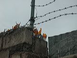 dscn6081