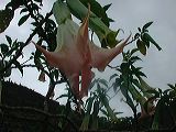dscn6157