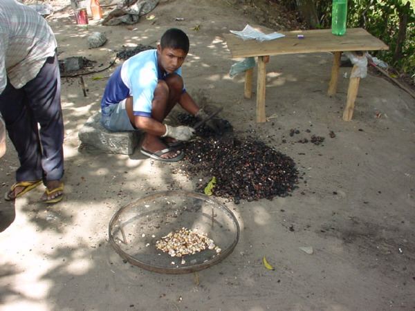 roadside_cashew_cooking