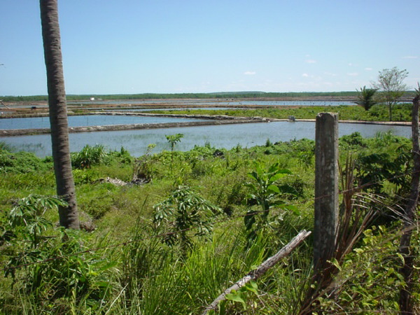 shrimp_ponds