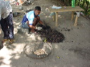 roadside_cashew_cooking