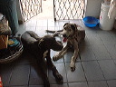 the_dogs
