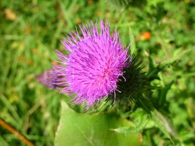 Thistle!!!