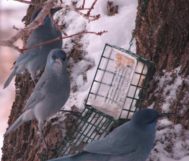 Paragonah Pinyon Jay