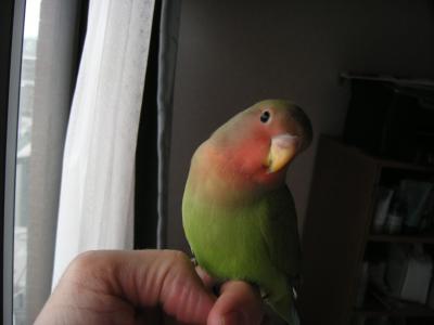 The BIRD