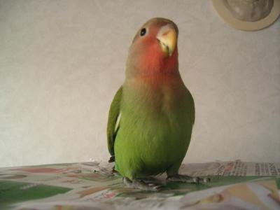 The MANLY bird