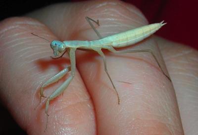 Pre-adult Paragonah Praying Mantis Plays Part of Free Fourth Family Fun