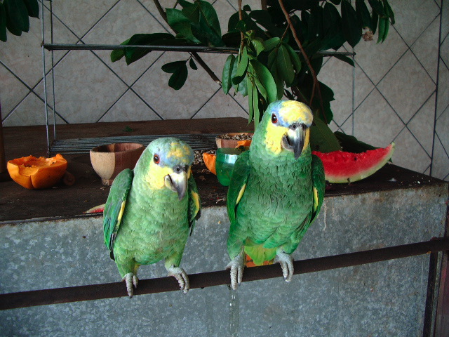 imgp0516.jpg