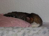 p1000070