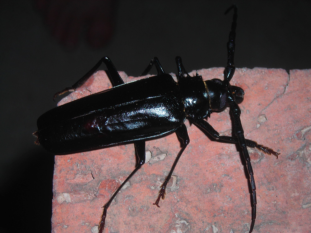 dscn2547.jpg