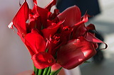 _mg_0443