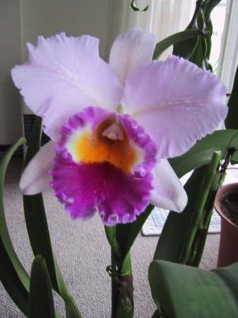 orchid