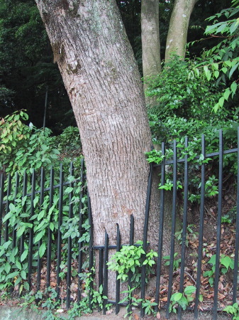 tree_around_steel_fence