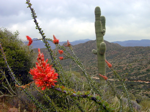 nice_desert_view_blooms