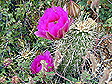 nice_cactus_bloom