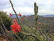 nice_desert_view_blooms