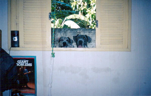 how_much_is_tha__the_window