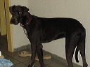 justys_big_dog