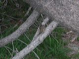 dscn6633